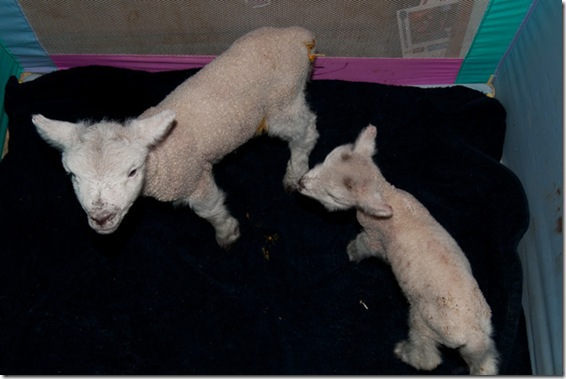 Tiny & Lamb Chops - Daisy x Wilbur - 1/2 Babydoll Southdown, 1/4 Shetland, 1/4 Corriedale