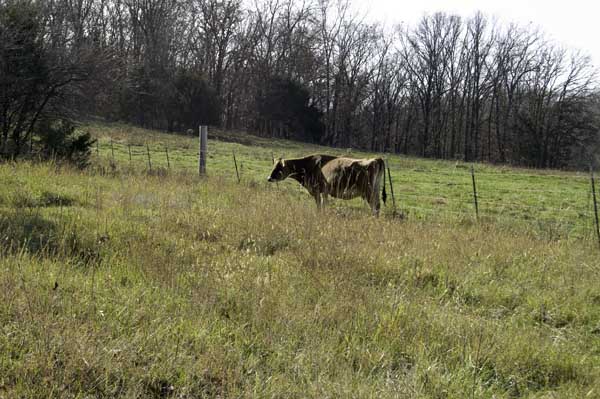 Rosie, the pregnant Jersey cow, rests on the uphill climb