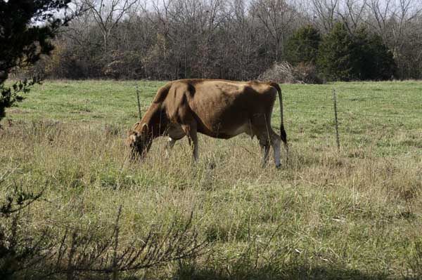 Rosie grazes in the back pasture in the afternoon sunshine.