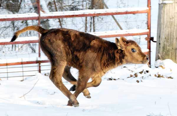 calf running