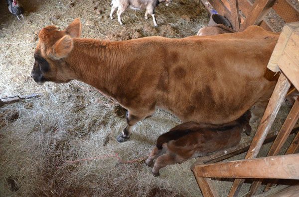 Barn loft view of calf nursing
