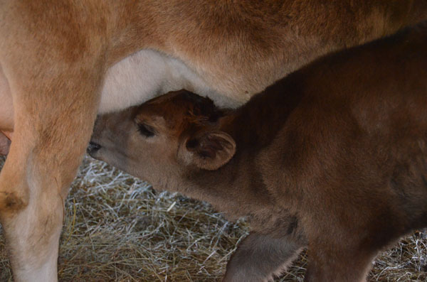 Jersey cross calf nursing